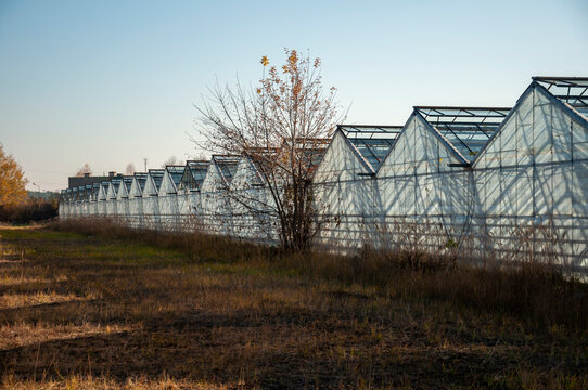 Abandoned old industrial glass greenhouse with dry dead plants and withered crops