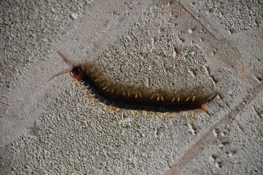 A large, elongated, dark-brown or reddish centipede belonging to the genus Scolopendra, featuring a segmented, flattened body, numerous jointed legs, and prominent antennae, in Trinidad and Tobago.