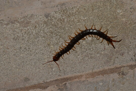 A large, elongated, dark-brown or reddish centipede belonging to the genus Scolopendra, featuring a segmented, flattened body, numerous jointed legs, and prominent antennae, in Trinidad and Tobago.
