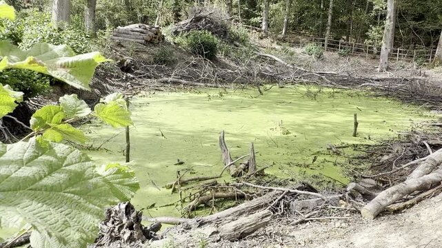 Green algae covered forest pond panning