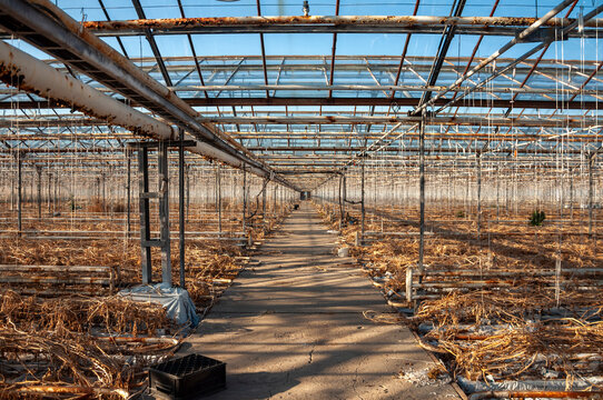Abandoned old industrial glass greenhouse with dry dead plants and withered crops