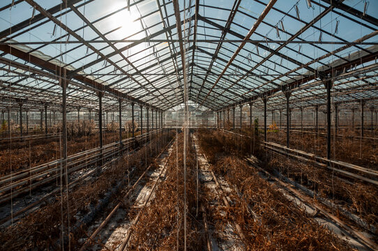 Abandoned old industrial glass greenhouse with dry dead plants and withered crops