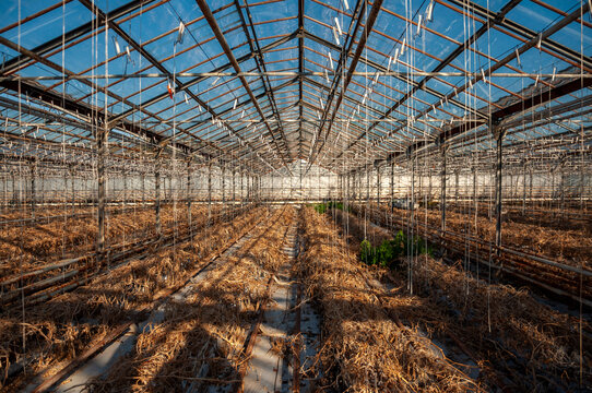 Abandoned old industrial glass greenhouse with dry dead plants and withered crops
