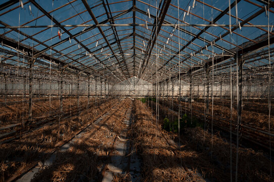 Abandoned old industrial glass greenhouse with dry dead plants and withered crops