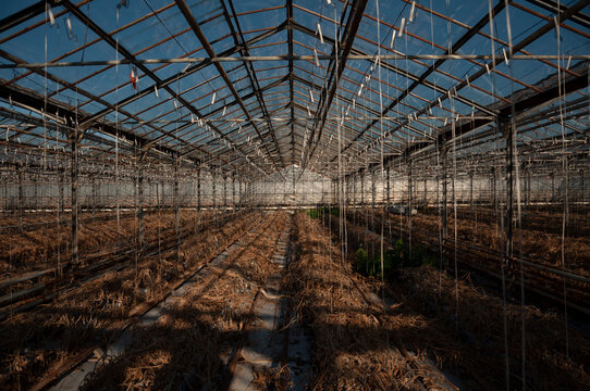 Abandoned old industrial glass greenhouse with dry dead plants and withered crops