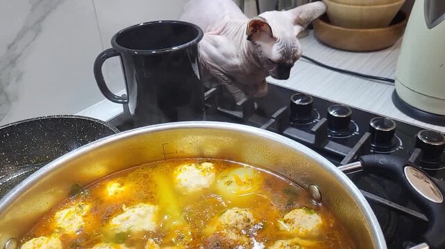 Hot meatball soup cooking in pot on a stove as a hairless Sphynx cat rests in  kitchen home cooking, cozy domestic life playful pet scene