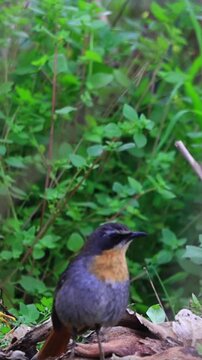 Vertical shot of Close-Up Shot of Cape Robin-Chat (Cossypha caffra) Perched on Tree Branch in Natural Forest Habitat | 4K Wildlife Video