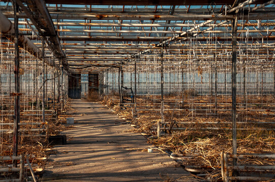Abandoned old industrial glass greenhouse with dry dead plants and withered crops