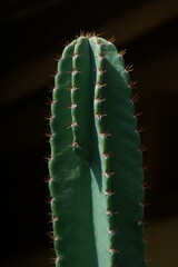 close up cactus © mlutfi