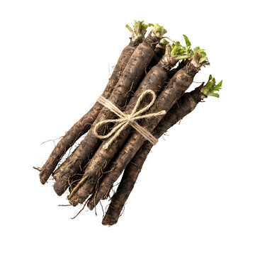Fresh black salsify roots tied with twine, organic scorzonera hispanica bundle, raw winter vegetables on white background