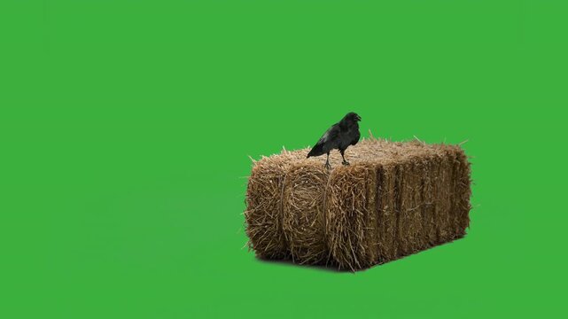 Raven on a bale of hay green screen