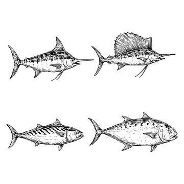 Indonesian Marine Fish Collection with Sailfish, Marlin, Queenfish and Frigate Tuna