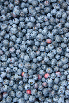 U-pick blueberries, Marion County, Oregon