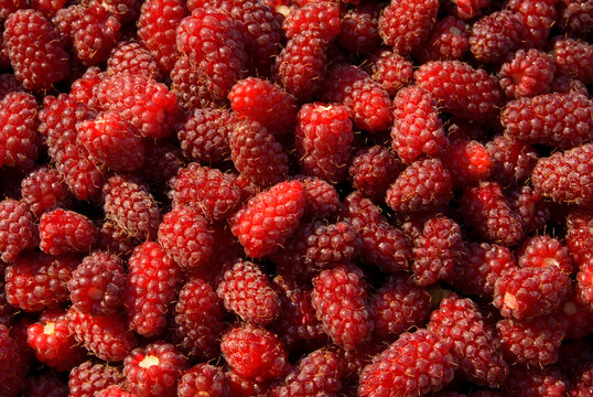 Loganberries, Marion County, Oregon