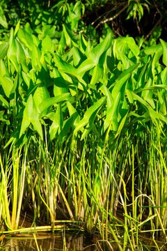 Broadleaf arrowhead (Sagittaria latifolia) or wapato, Willamette River Greenway, Oregon