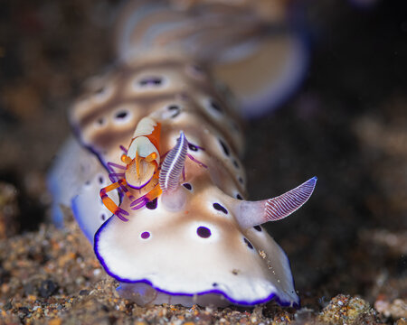 Commensal shrimp on nudibranch