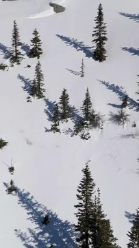 Snow-Covered Mountains and Pine Trees Casting Long Shadows in British Columbia, Canada
