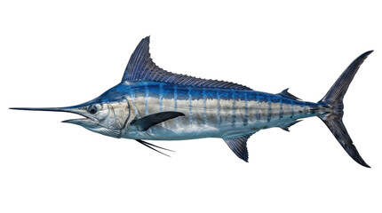 Naklejka premium A majestic blue marlin, a powerful game fish, leaps from the ocean water with its spear-like bill and vibrant blue stripes, captured mid-air against a clean white background.