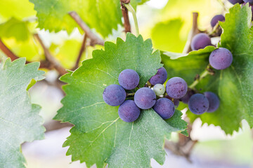 Close-up of ripe purple grape clusters with a small unripe grape, surrounded by green vine leaves on a vine stem. © tai