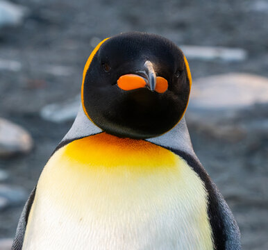Close-up front view of a King Penguin