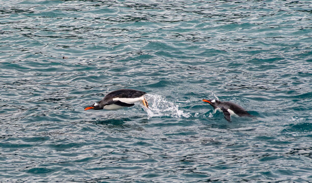 Gentoo penguins porpoising in the Southern Ocean