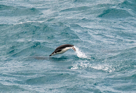 A chinstrap penguin porpoises through polar waters