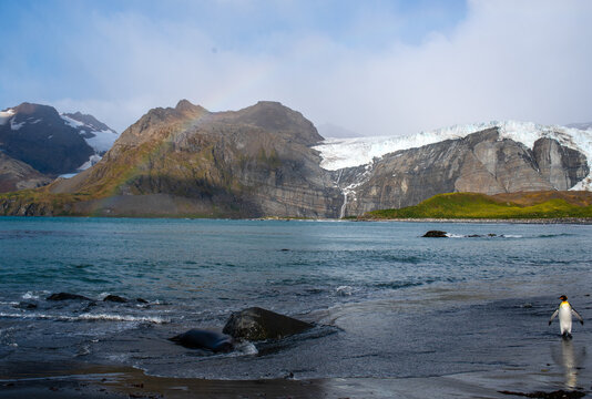 South Georgia Island with king penguin