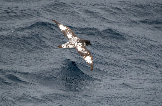 A Cape Petrel gliding across the Southern Ocean