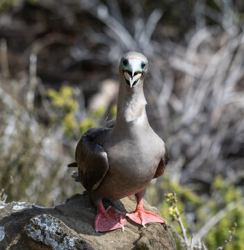 Up close with a red-footed booby in the Galapagos