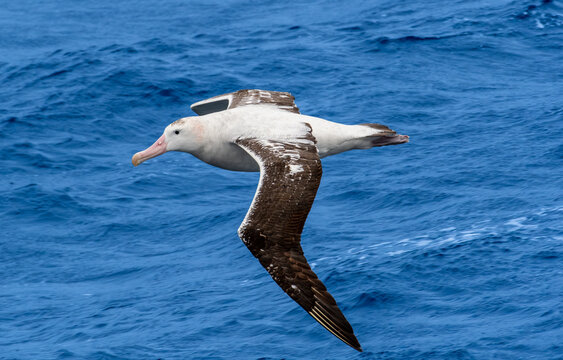 A snowy albatross gliding over the Southern Ocean