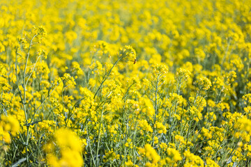 Obraz premium A dense, vibrant field of bright yellow flowering plants, in full bloom under natural sunlight, showcasing lush vegetation.
