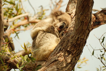 koala in tree © Ocean_is_Dreaming