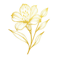 Obraz premium PNG Elegant golden floral illustration