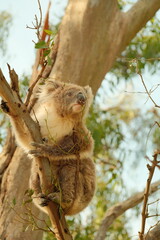 koala in tree © Ocean_is_Dreaming