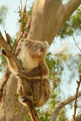koala in tree © Ocean_is_Dreaming