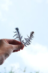 Close up of bird feather pattern as background © taffpixture