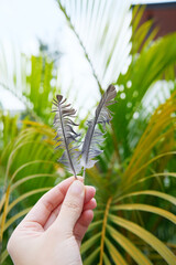 Close up of bird feather pattern as background © taffpixture