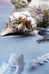 Tabby cat loves to play with bird feather © taffpixture
