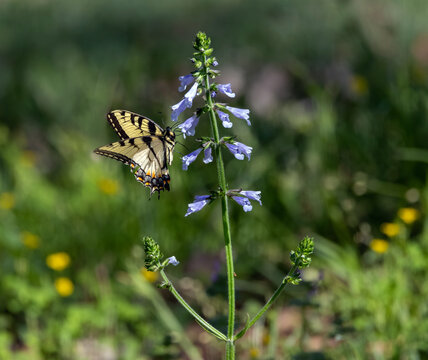 An Eastern Tiger Swallowtail Butterfly, (papilio glaucus) Nectaring on Lyreleaf Sage (salvia lyrata).