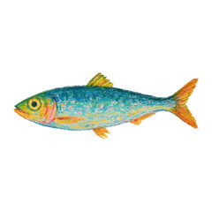 Fototapeta premium PNG Colorful fish illustration art