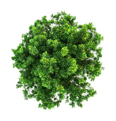 Obraz premium PNG Green jungle tree background view top.