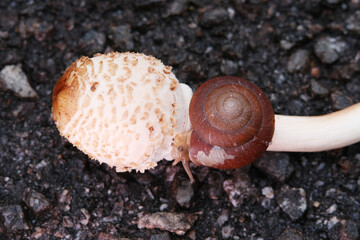 Macro shot of baby snail on wild mushroom © taffpixture