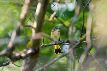 Obraz premium A female american redstart (Setophaga ruticilla) among the leaves of a tree (Quebec, Canada)
