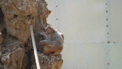 landscape of monkey on the rocks and the white wall in the zoo, monkey feeling lost © ElizabethGo