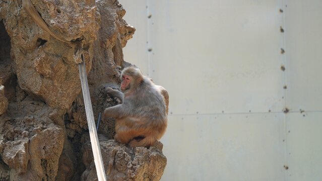 landscape of monkey on the rocks and the white wall in the zoo, monkey feeling lost