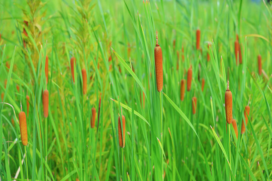 Brown cattails growing amongst vibrant green grass in summer