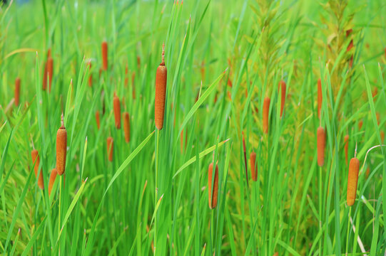 Brown cattails growing amongst vibrant green grass in summer