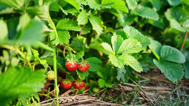 Close-up of ripe strawberries growing on a garden plant, with green leaves, straw mulch, natural sunlight and fresh summer harvest detail.