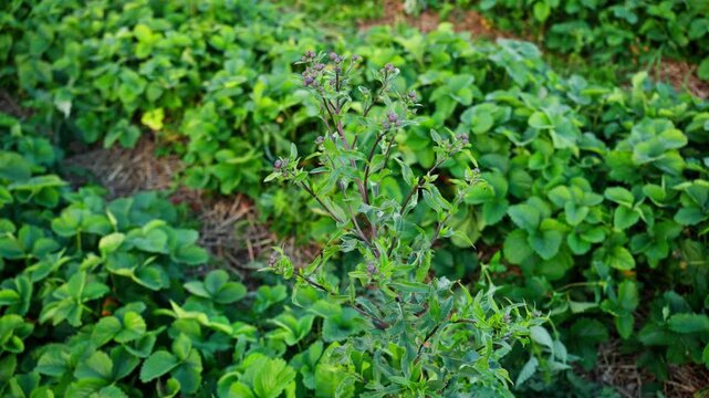 Close-up of a flowering weed growing among strawberry plants in a garden bed, with green leaves, soft focus and natural summer farming detail.