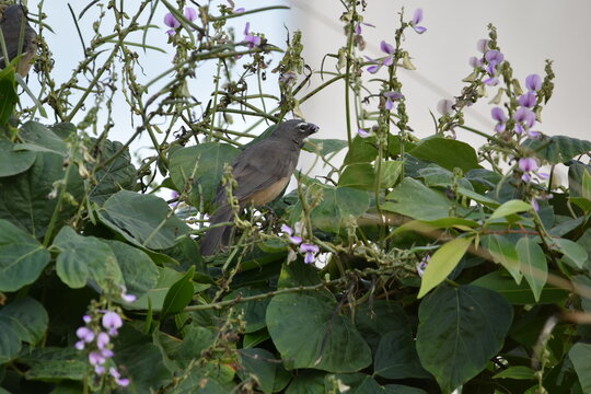 An Olive-gray Saltator bird (Saltator olivascens), feeding on some flowers in some bushes in Trinidad and Tobago.